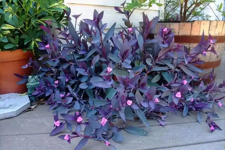 与吊竹梅不同,紫竹梅它的叶色不论是正面还是反面,全是紫红色的.