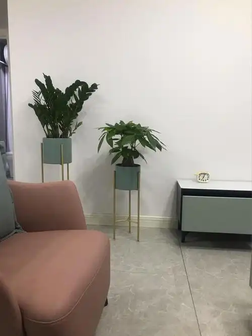 电视柜左侧放着植物,可以起到很好的视觉效果,显得特别小清新的感觉