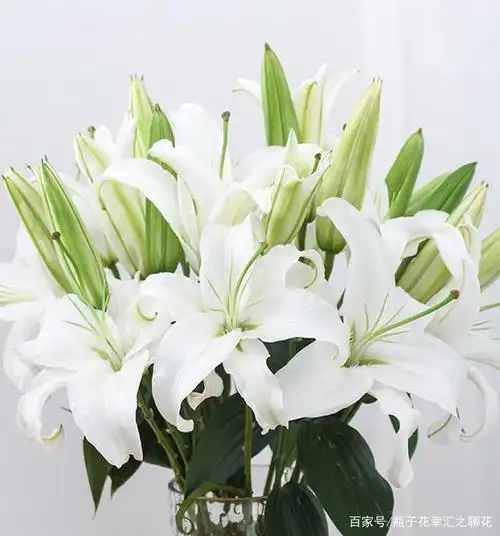 喜欢百合,来看看单瓣品种,西伯利亚百合,高雅纯洁