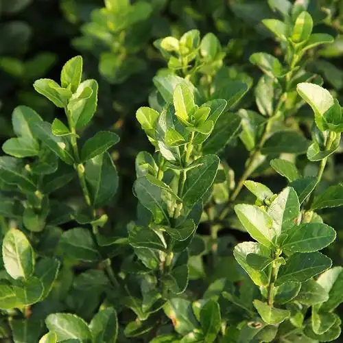 匍匐生长小叶扶芳藤爬行卫茅扶芳藤小苗