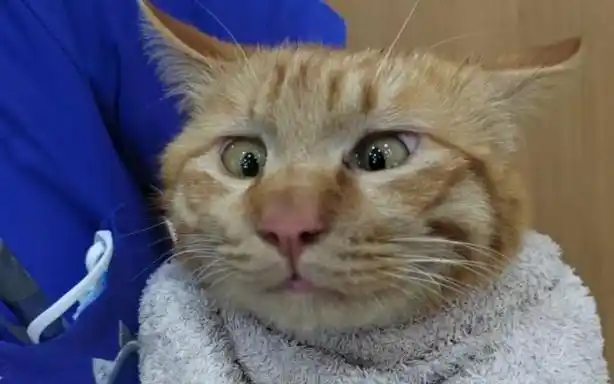 可爱的斗鸡眼猫猫