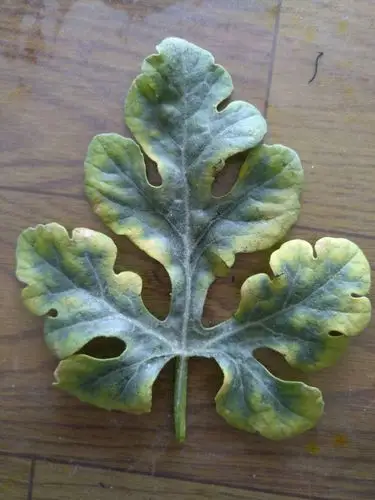 西瓜叶面是缺素症吗