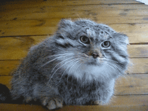 猫咪gif可爱gif好馋啊gif搞笑gif