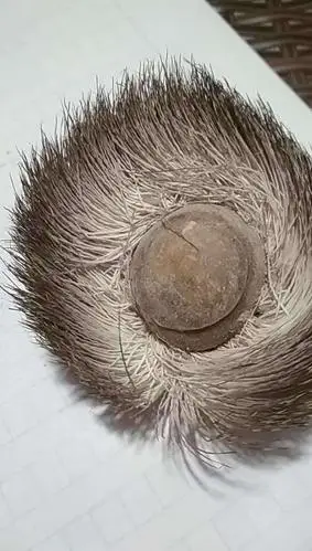 麝香的初步认识及鉴别__凤凰网