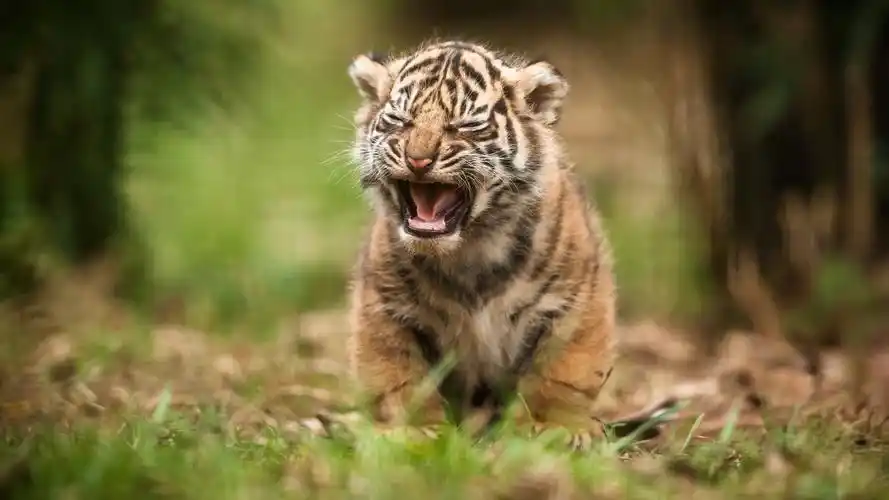 可爱小老虎壁纸