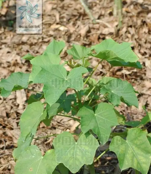 科学家发现多种石油树,如1株年产40升燃油,能解决能源危机吗?