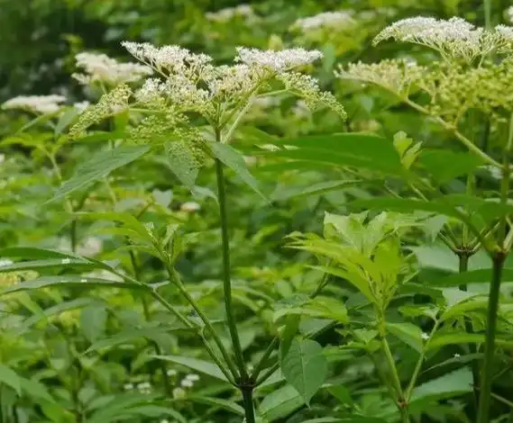 古传神药接骨草