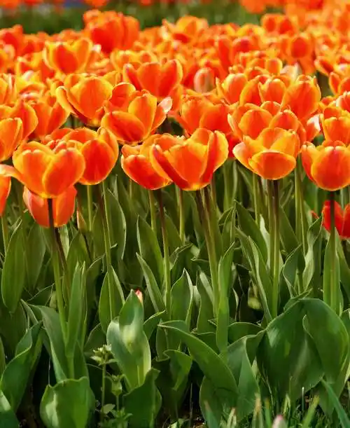 美丽的郁金香,绽放在阳光灿烂的春天,装扮着五彩缤纷的公园!