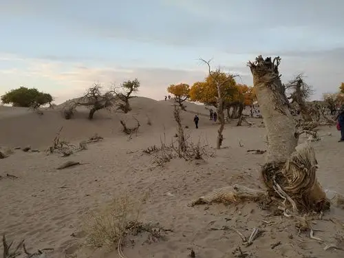 这本是一片死寂,荒凉的世界,但也有生动,昂扬遒劲,阳刚的东西,尤其是