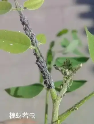 海淀林保情况(特别篇)--及时做好蚜虫的防治工作