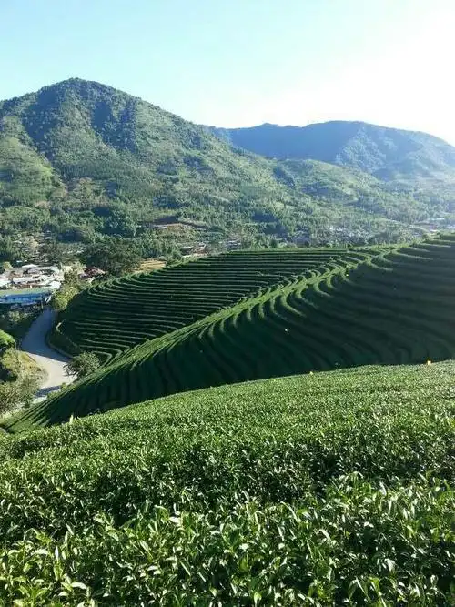 缅甸佤邦勐冒"公明山茶场"风光