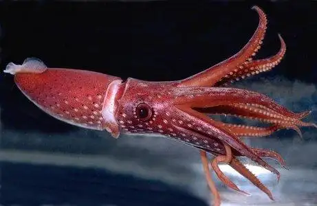 colossal squid - animals with unique eyes