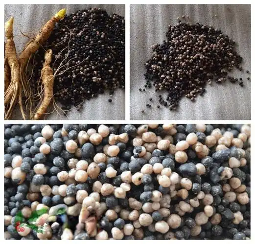 散装出售人参种子西洋参种子野山参种子人参中药材种子