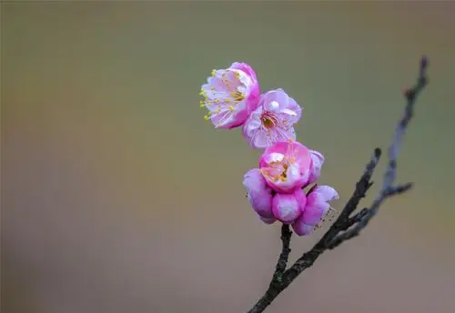 【报春梅花摄影图片】生态摄影_太平洋电脑网摄影部落