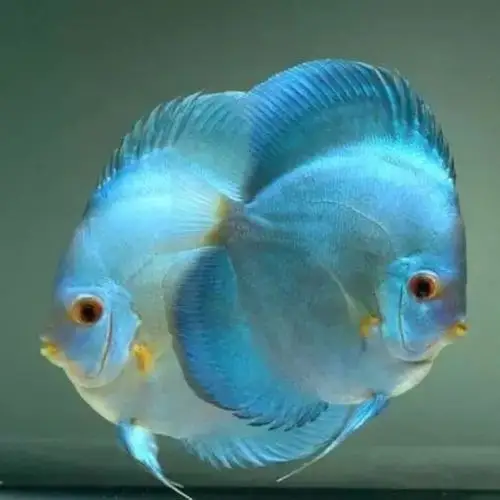 七彩神仙鱼活体 天子蓝 七彩 热带鱼 观赏鱼