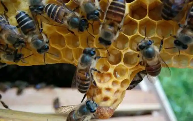 王台封盖后几天能人工分蜂?