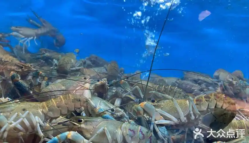 好吃看得见虾王王澳洲蓝龙