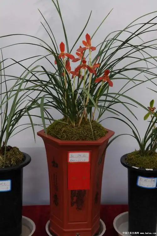 昆明市兰展惊现天价兰花