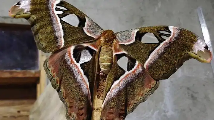 竟然发现家里来了一只世界级保护动物蛇头蝴蝶