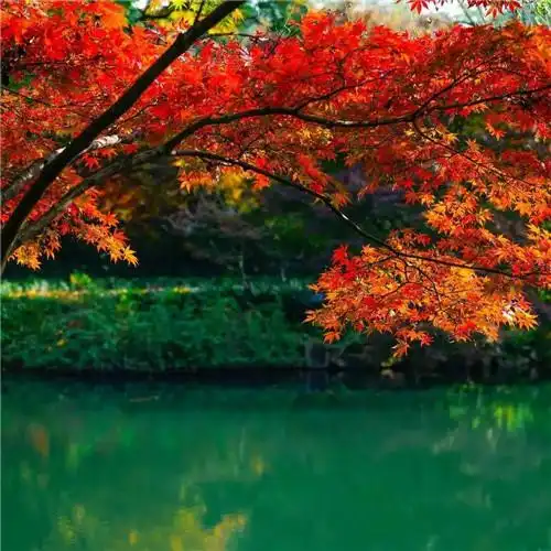 高清有氛围感唯美适合秋天的微信头像_风景微信头像_头像屋