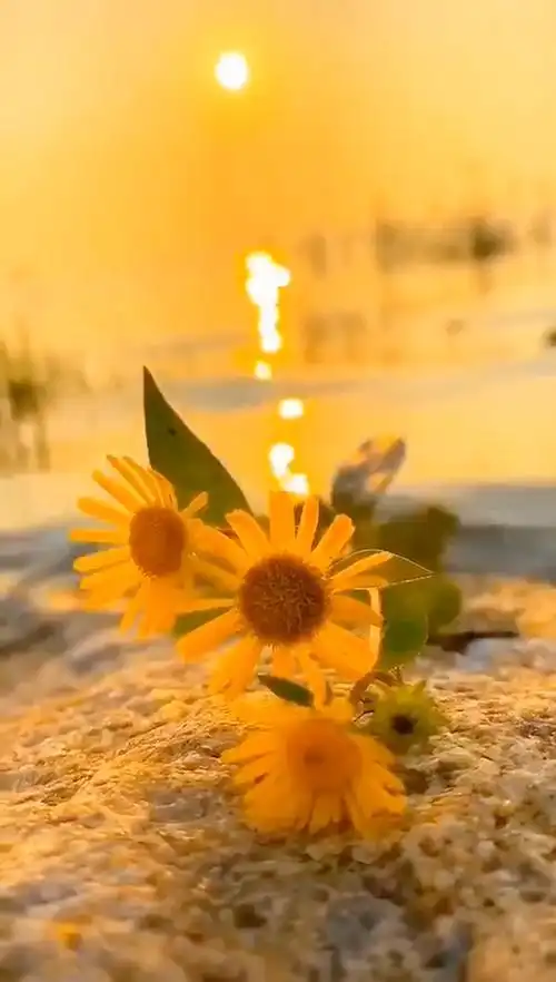 98做一个温暖善良的人,面朝阳光面对每一天 早安02