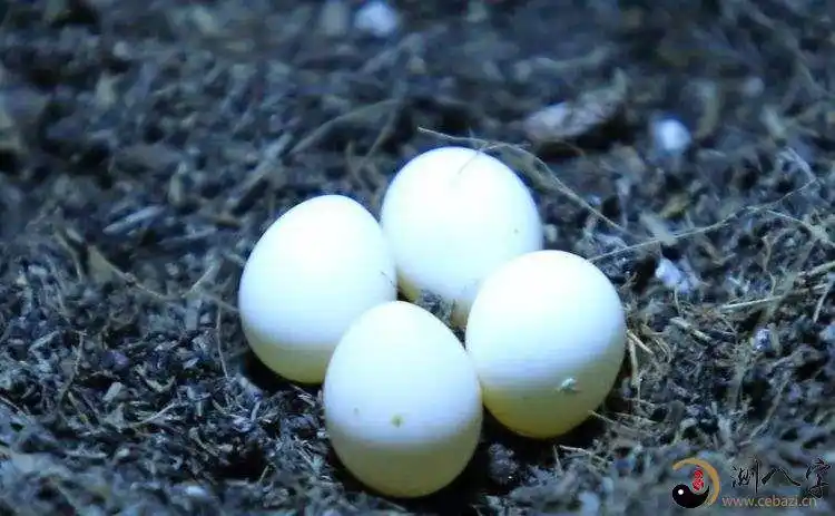 梦见蛇蛋卵化出蛇