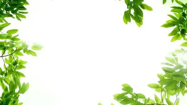 植物花边边框简单又漂亮ppt背景图片23