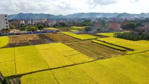 新兴:五谷丰登,瓜果飘香