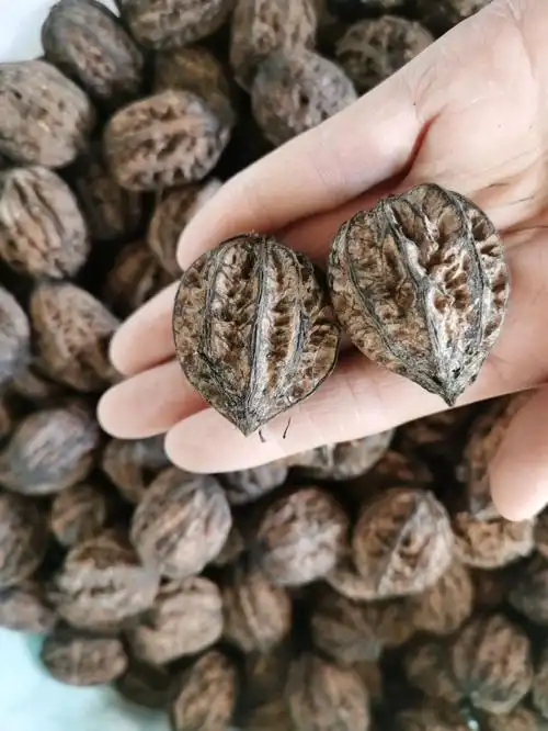 东北野生山核桃