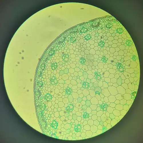 单子叶植物茎横切