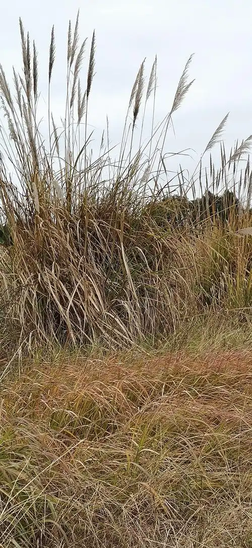 凤凰山顶草枯黄