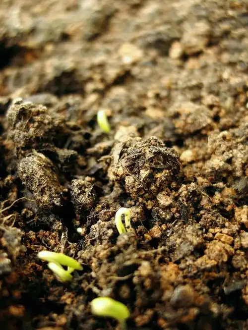 荷,阿渴,快来看,格桑花发芽了