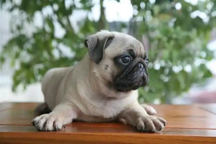 2023巴哥犬多少钱一只幼犬,不同品相间价格差异较大