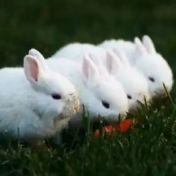 微信萌兔子个性有趣的头像 拥有的快乐怎么会是空欢喜,动物头像图片