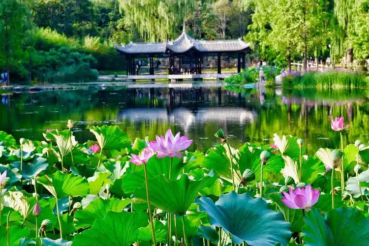 德贤的美篇2019陶然亭西湖夏季湖中荷花美丽景色