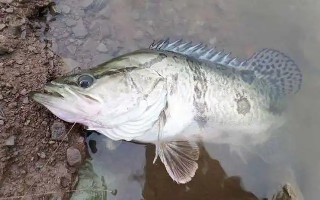 钓桂鱼的最佳时间