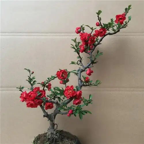 四季海棠老桩图片四季海棠盆景图片