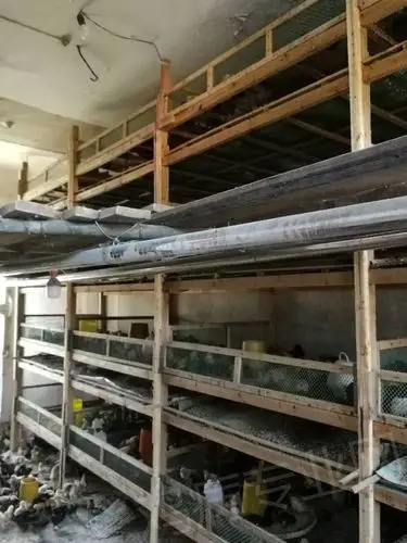 [脱温鸡] 分享点土鸡脱温经验