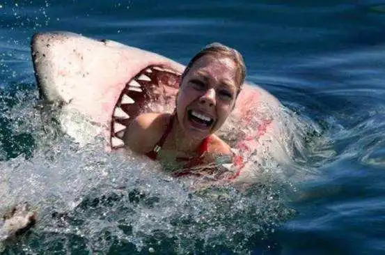 可怕澳洲又有鲨鱼吃人事件海水瞬间被染红专家与气候有关