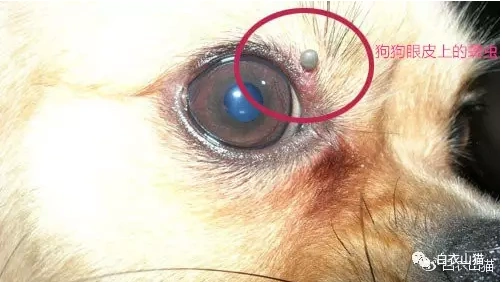 如何取出叮咬在人猫狗牛羊皮肤上的致命蜱虫视频再版2019