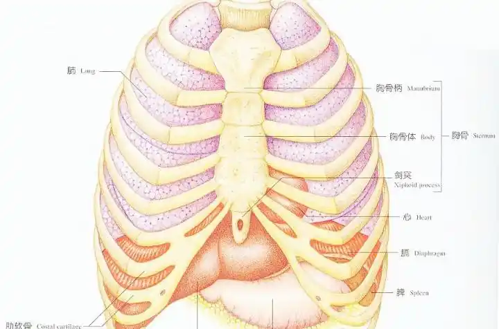 后端与脊椎骨相连,前端游离而在高等的脊椎动物中,肋骨的腹端和胸骨