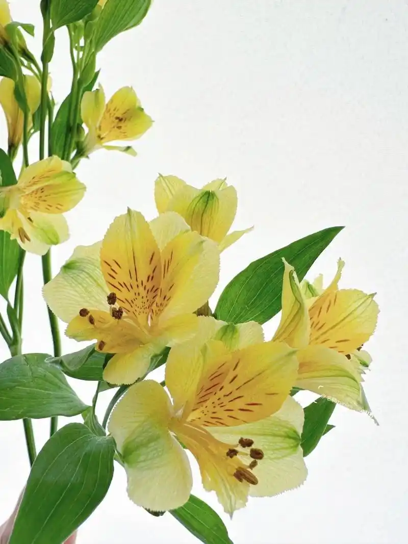 带你每天认识一种花材236|黄色六出花 9999花材:六出花 9999