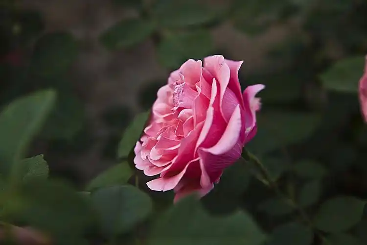 粉色的月季花-人民公园-中关村在线摄影论坛