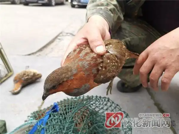 非法诱捕竹鸡 溆浦一男子被抓现行