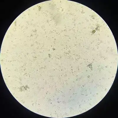 乳酸菌在水产养殖中的七大功效解毒促生长广谱抗菌生态灭弧菌