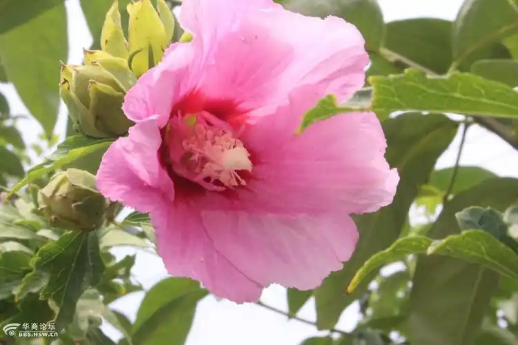 长知识好吃的花木槿鸡肉花猪油花