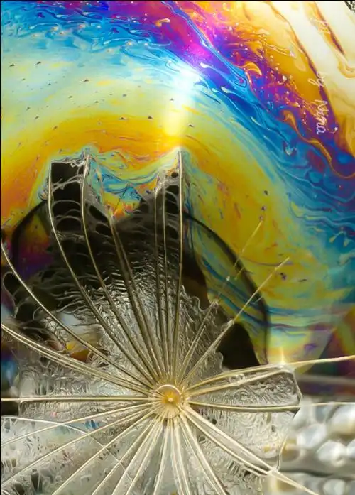 见微知著显微摄影大赛探索微观世界获奖公示