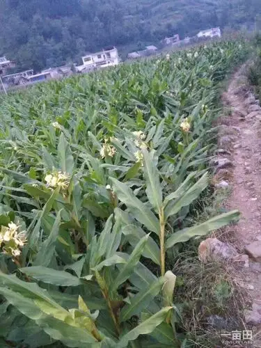 炒菜炖肉的草果花