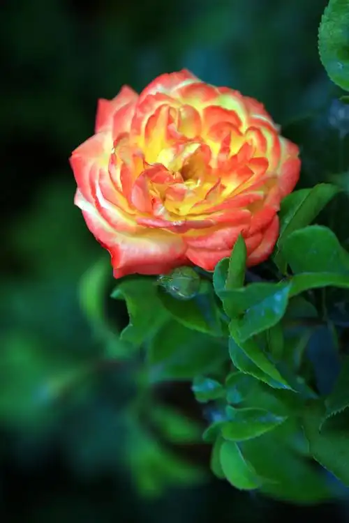 月季花的形态特征