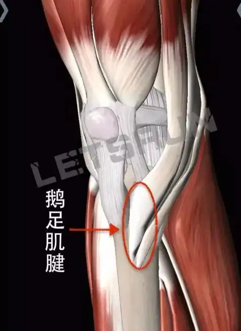 附件炎请问囊状暗区和我的病有关系么,积液呢
